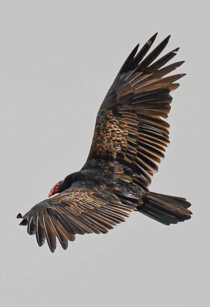 Turkey Vulture - ML292608291