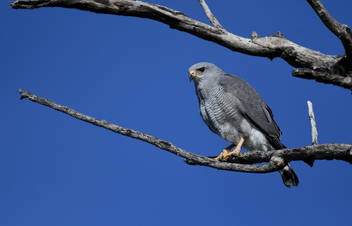 Gray Hawk - Simon Kiacz