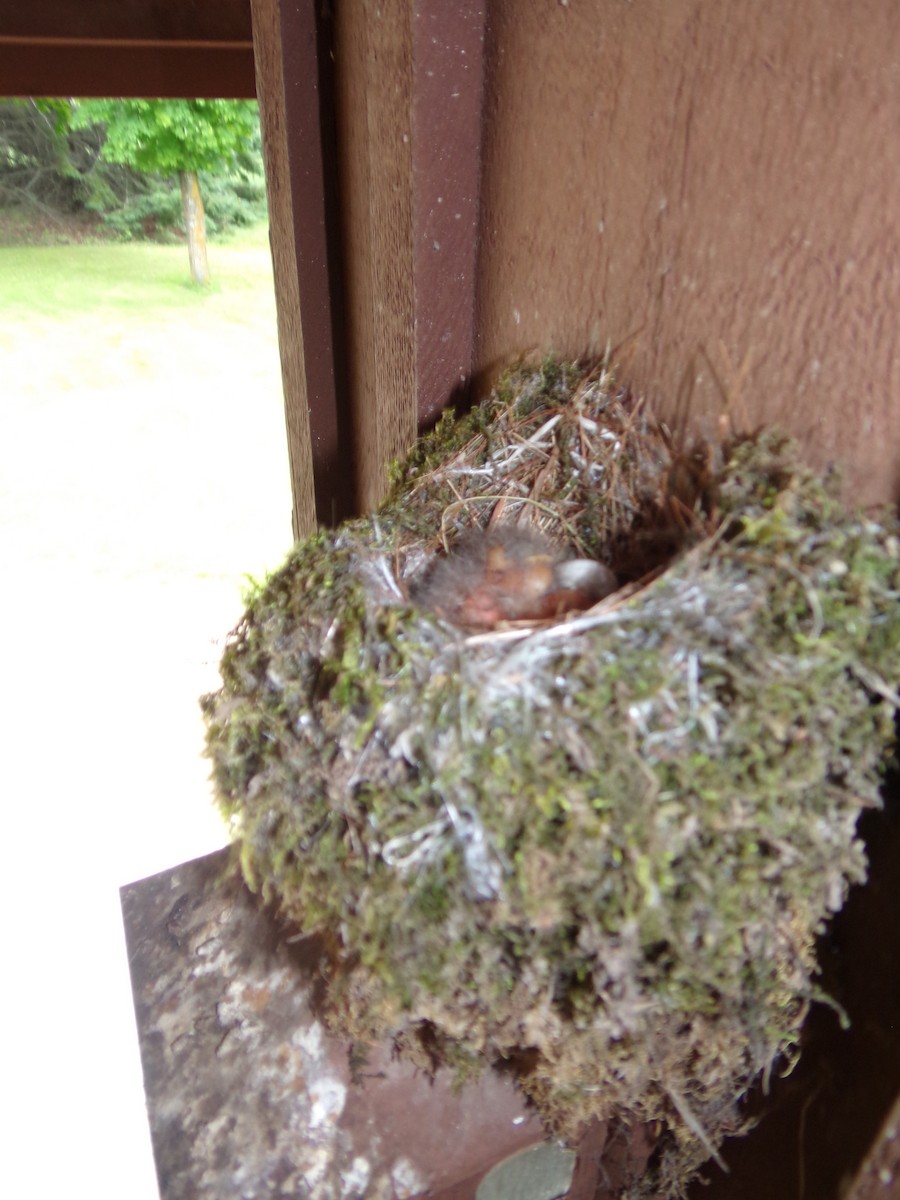 Eastern Phoebe - ML29260991
