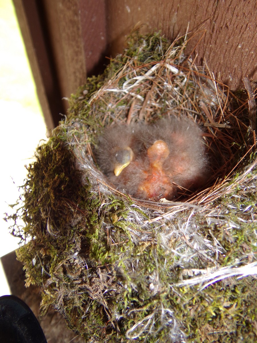 Eastern Phoebe - ML29261011