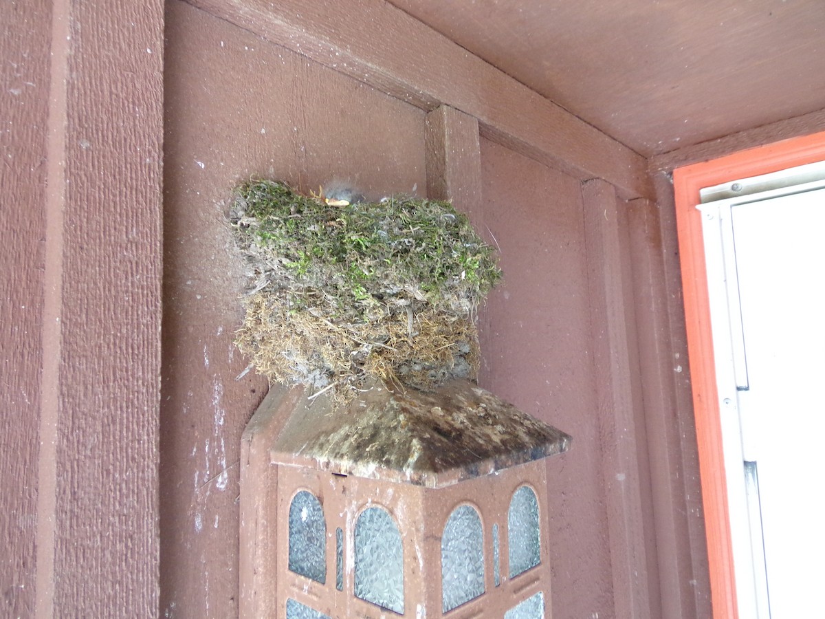 Eastern Phoebe - ML29261031