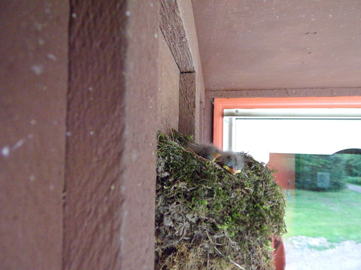 Eastern Phoebe - Tymber King