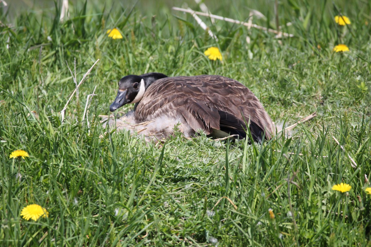 Canada Goose - Quinten Wiegersma