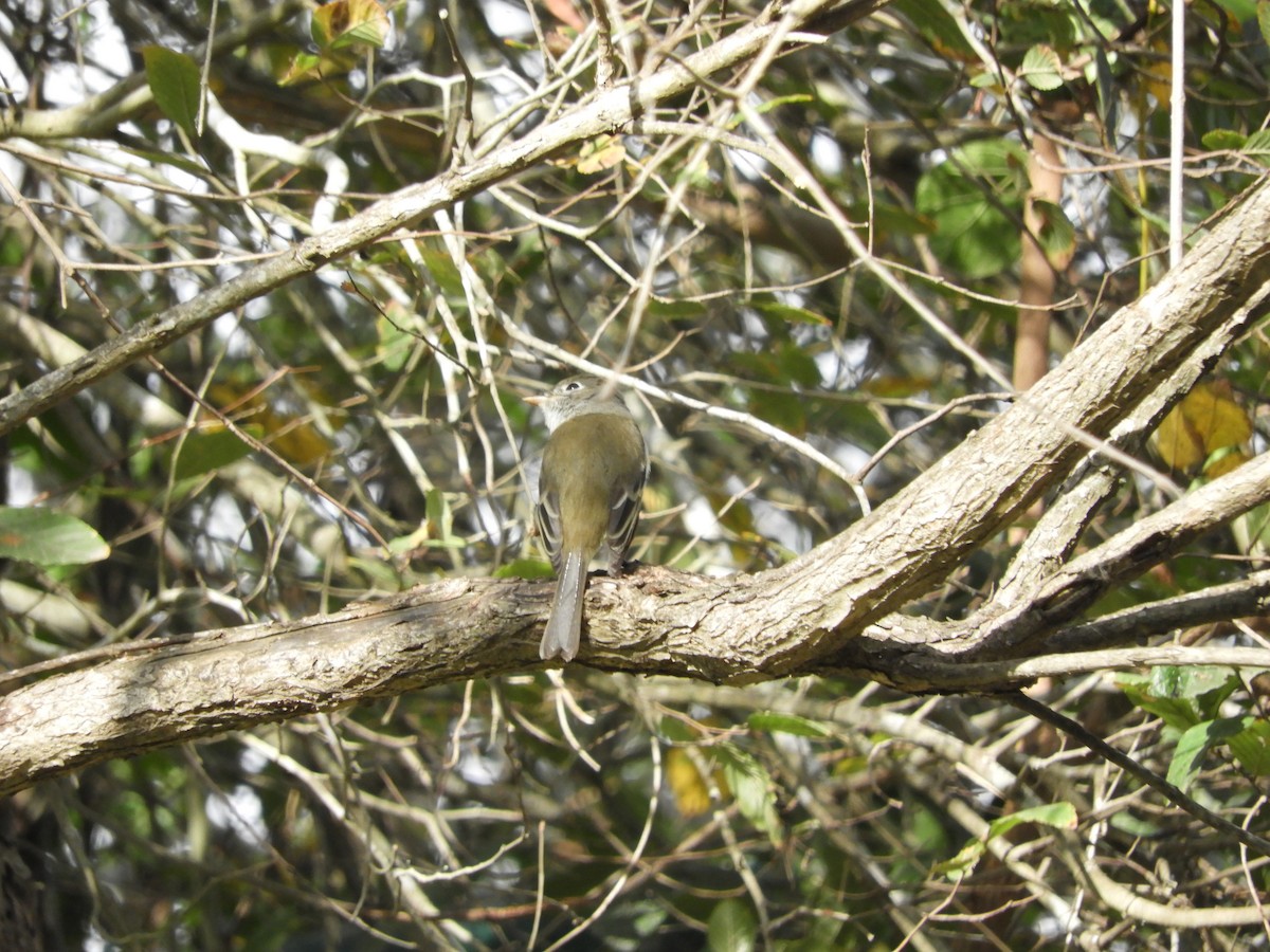 Least Flycatcher - Robert Brundage