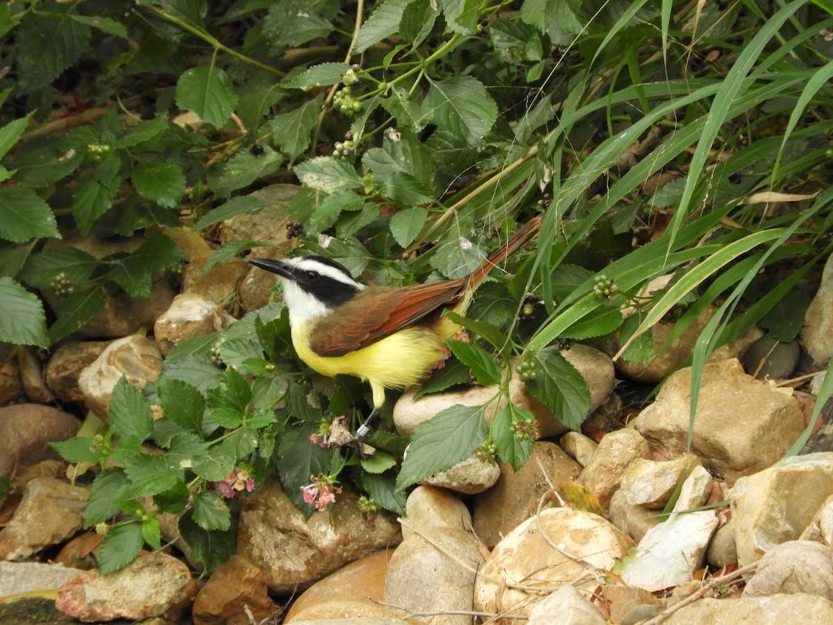 Great Kiskadee - Robert Brundage