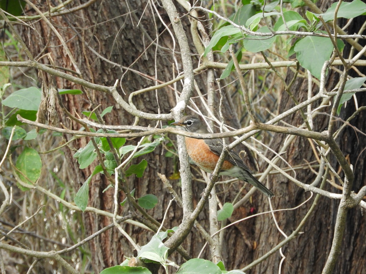 American Robin - ML292615551