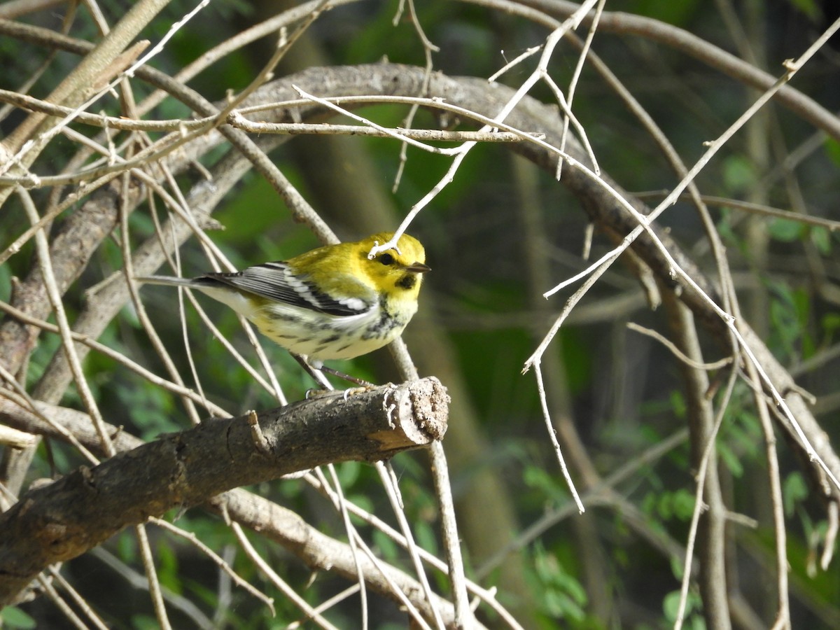 Black-throated Green Warbler - ML292615761