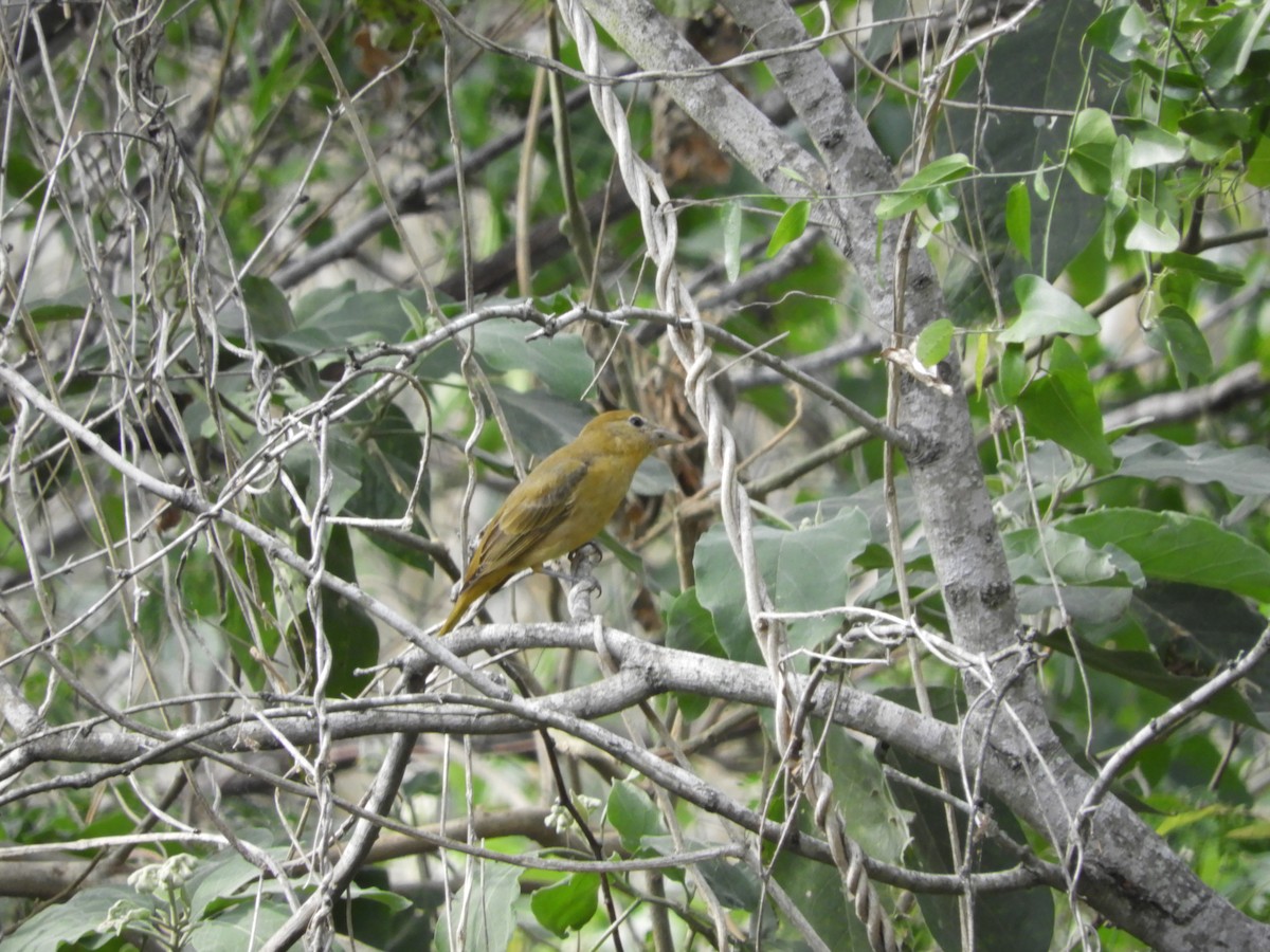 Summer Tanager - ML292615821