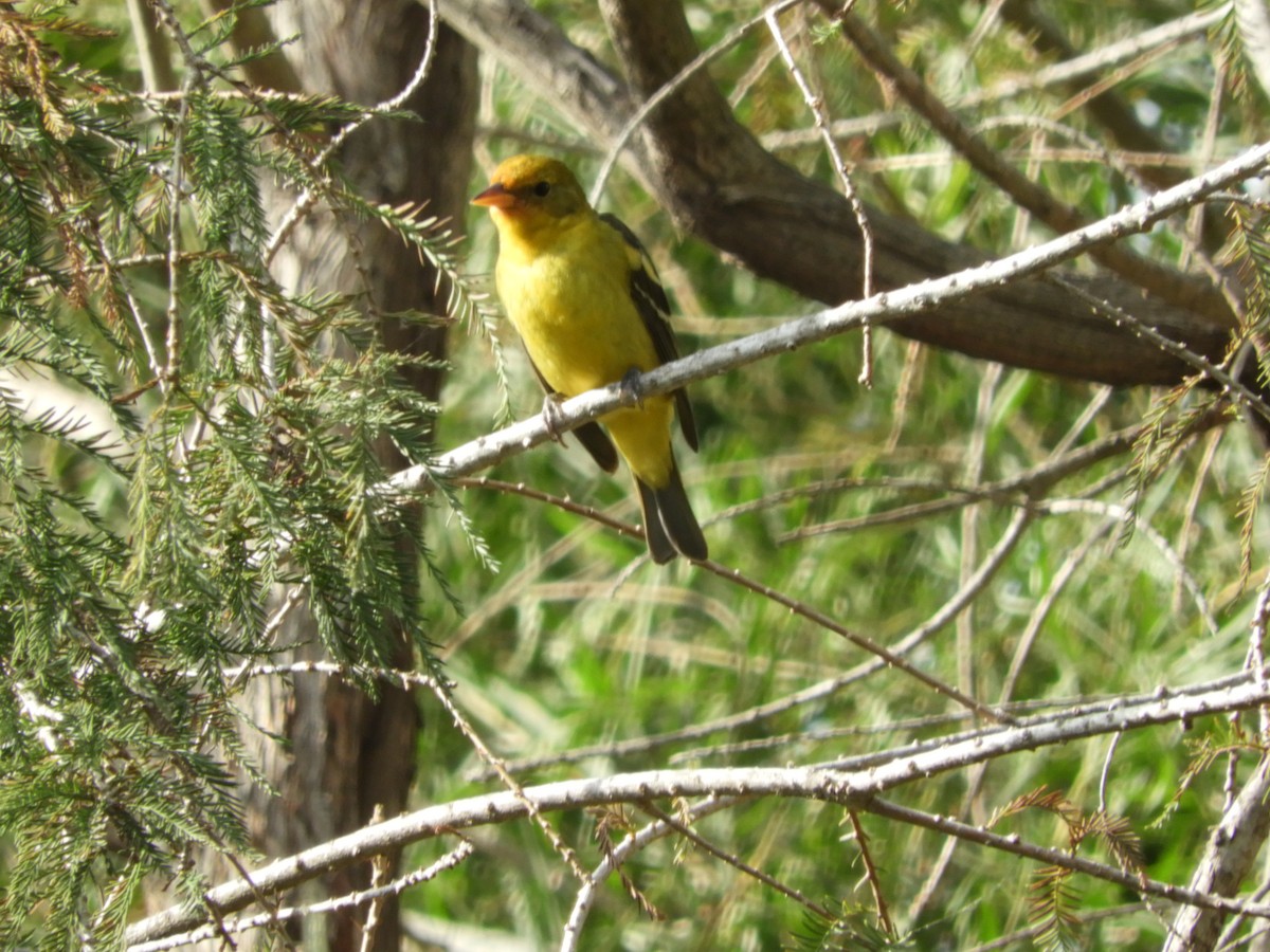 Western Tanager - ML292615871