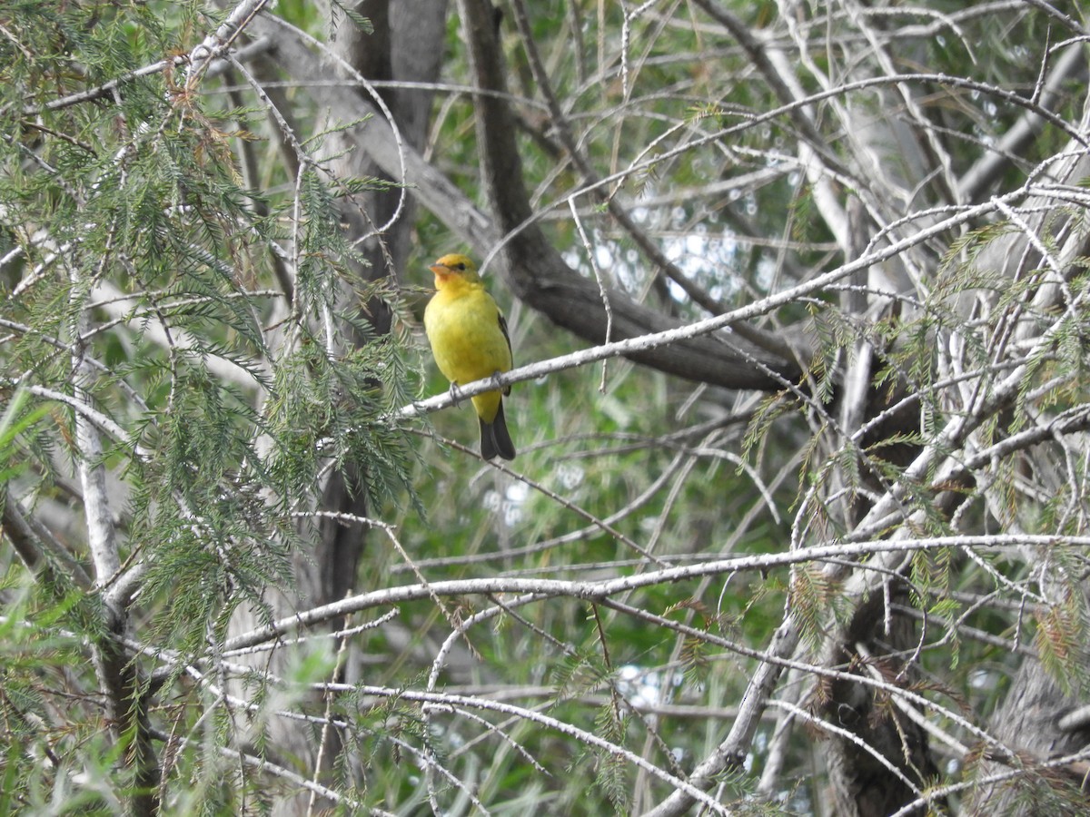 Western Tanager - Robert Brundage