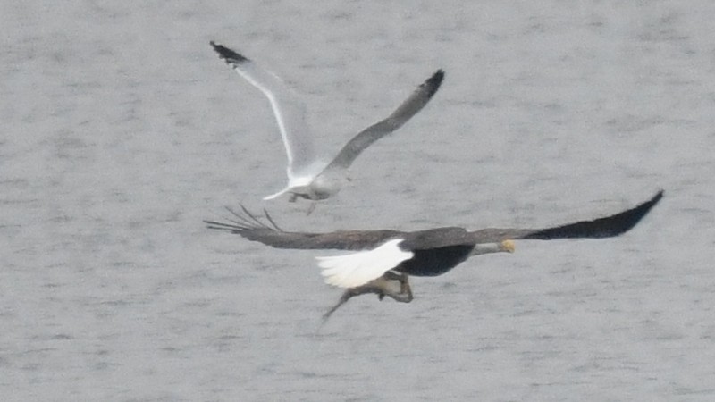 Bald Eagle - ML292616011