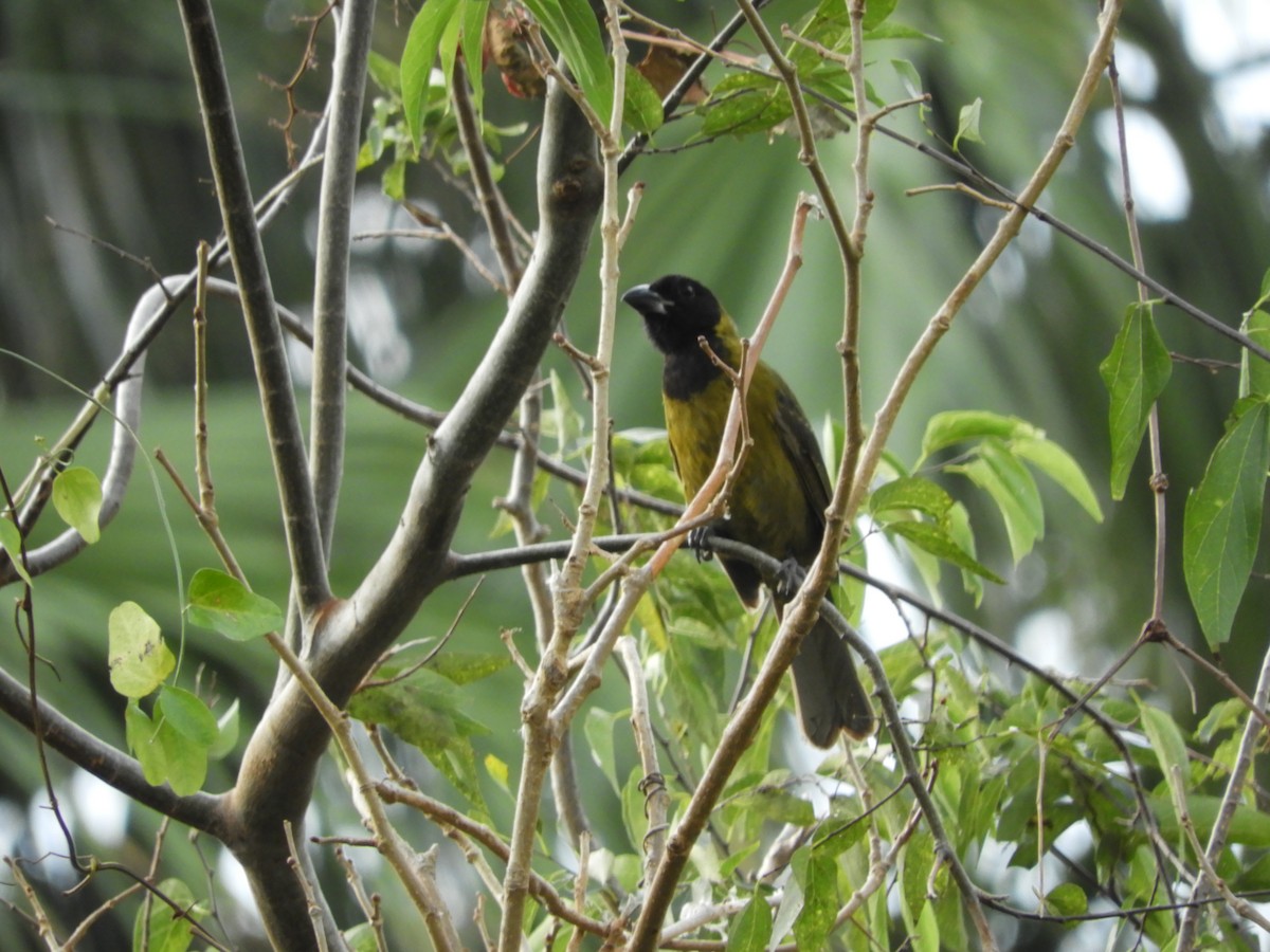 Crimson-collared Grosbeak - ML292616131