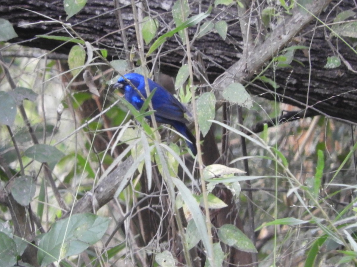 Blue Bunting - ML292616441