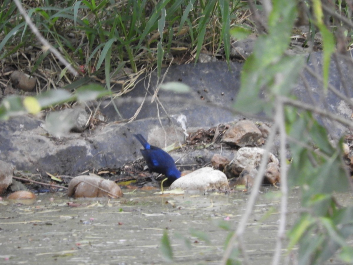 Blue Bunting - ML292616461