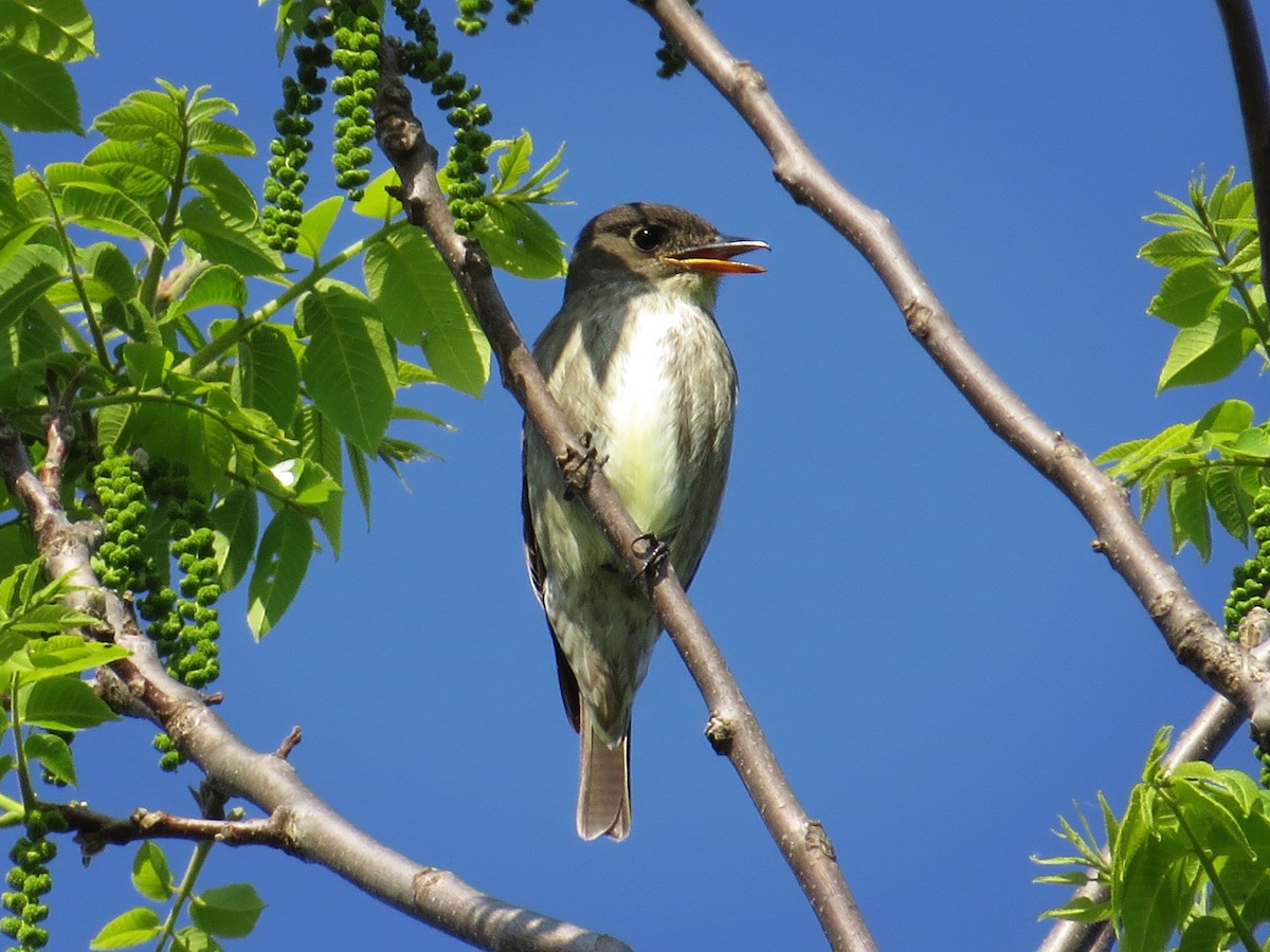 Olive-sided Flycatcher - ML29261741