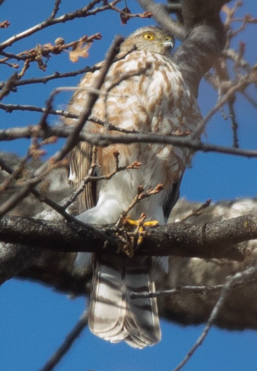 Sharp-shinned Hawk - ML292617581