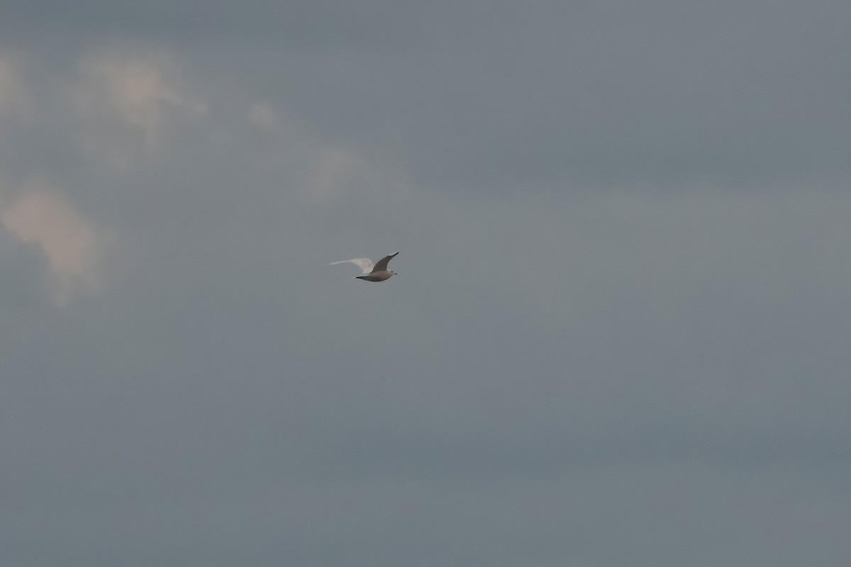 Glaucous Gull - ML292618261