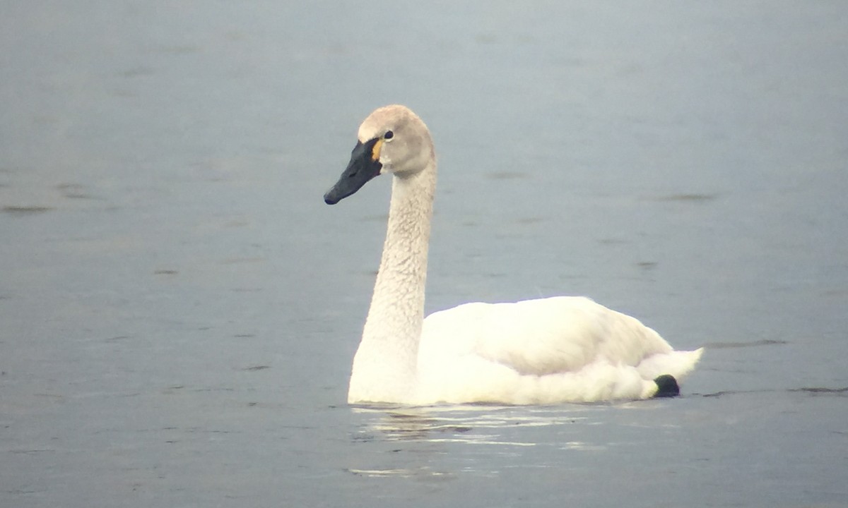 Trumpeter x Tundra Swan (hybrid) - Chris Wood
