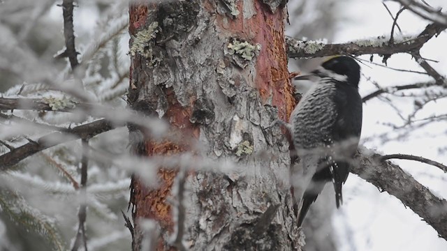 Black-backed Woodpecker - ML292620501