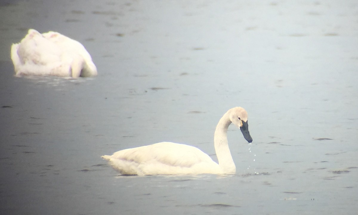 Trumpeter x Tundra Swan (hybrid) - Chris Wood