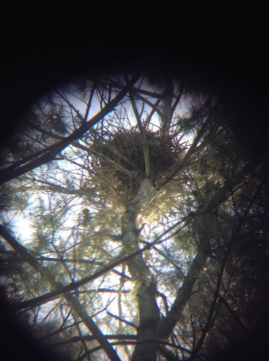 Great Blue Heron - ML29262451