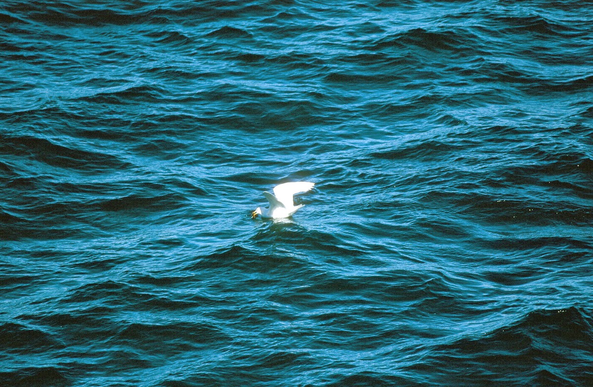 Glaucous Gull - ML292624511