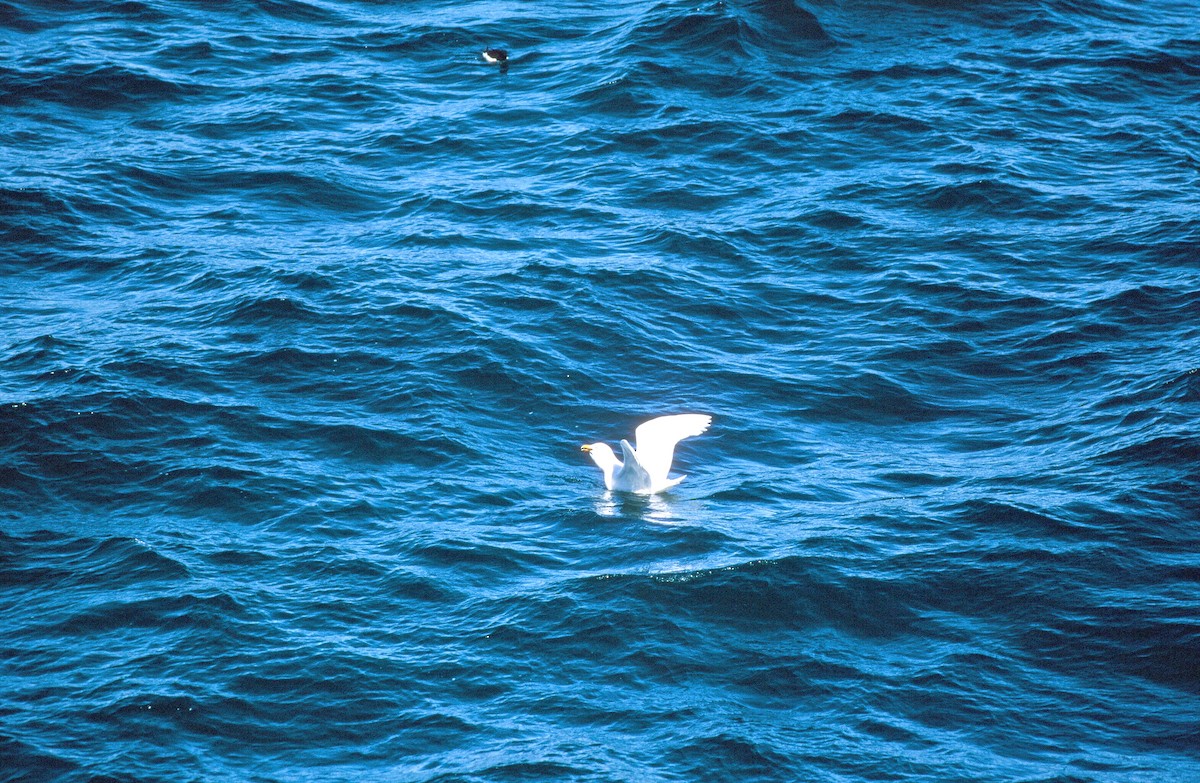 Glaucous Gull - ML292624531