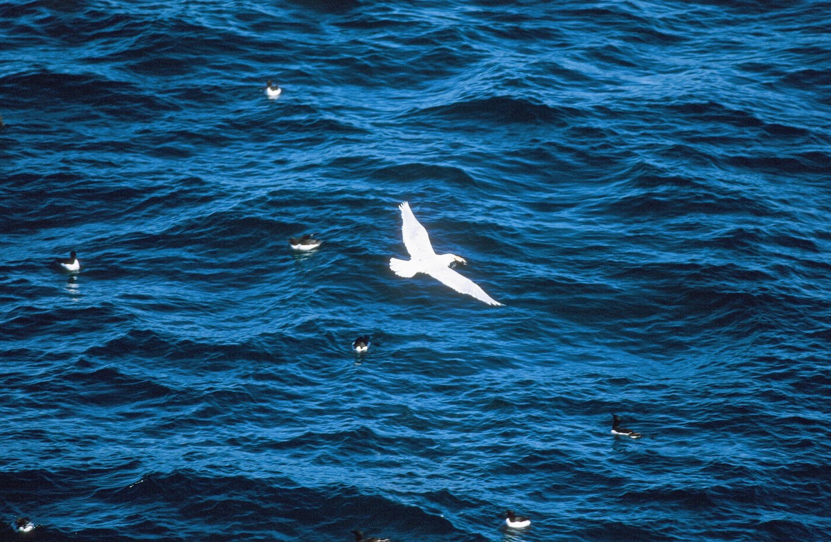 Glaucous Gull - ML292624571