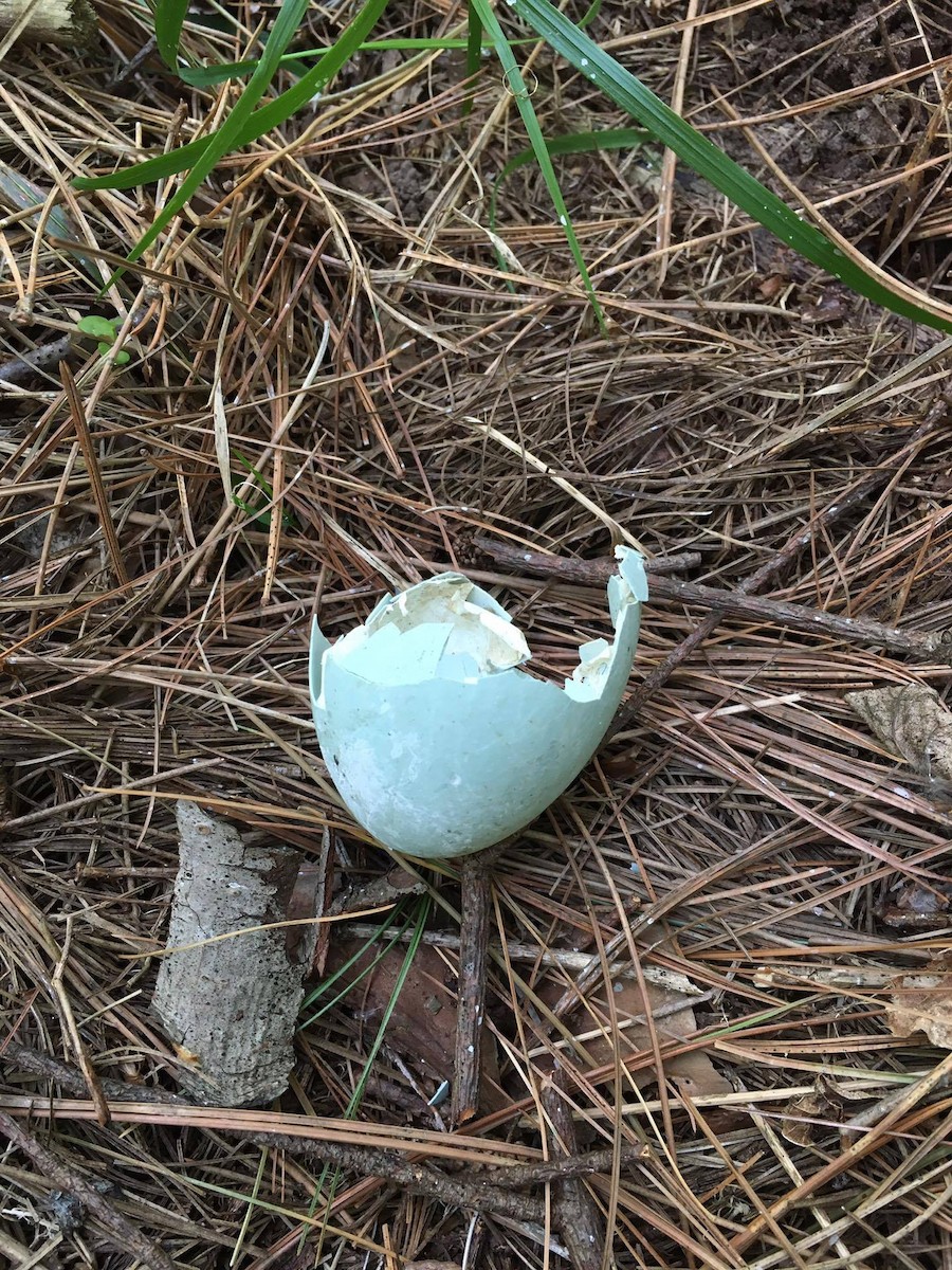 Great Blue Heron - ML29262461