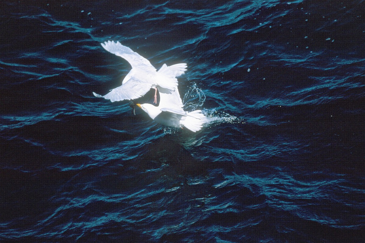 Glaucous Gull - ML292624611