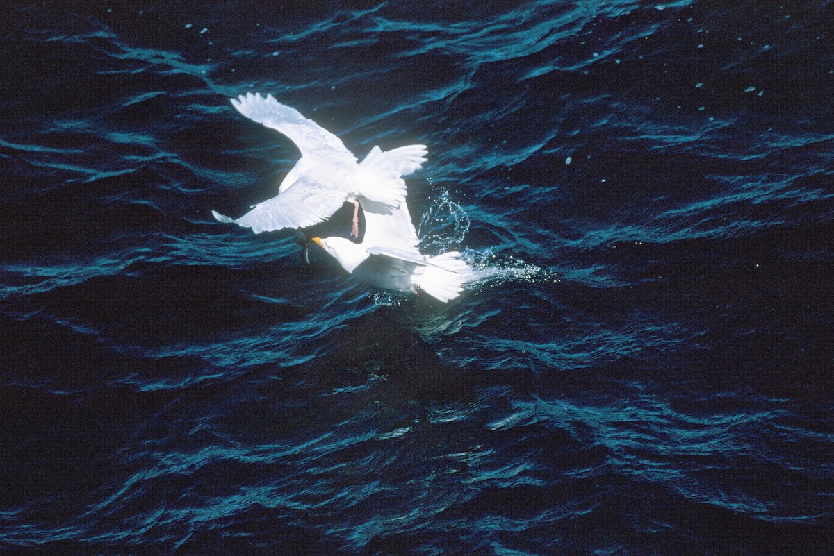 Glaucous Gull - ML292624611