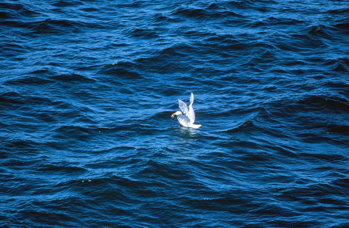 Glaucous Gull - ML292624731