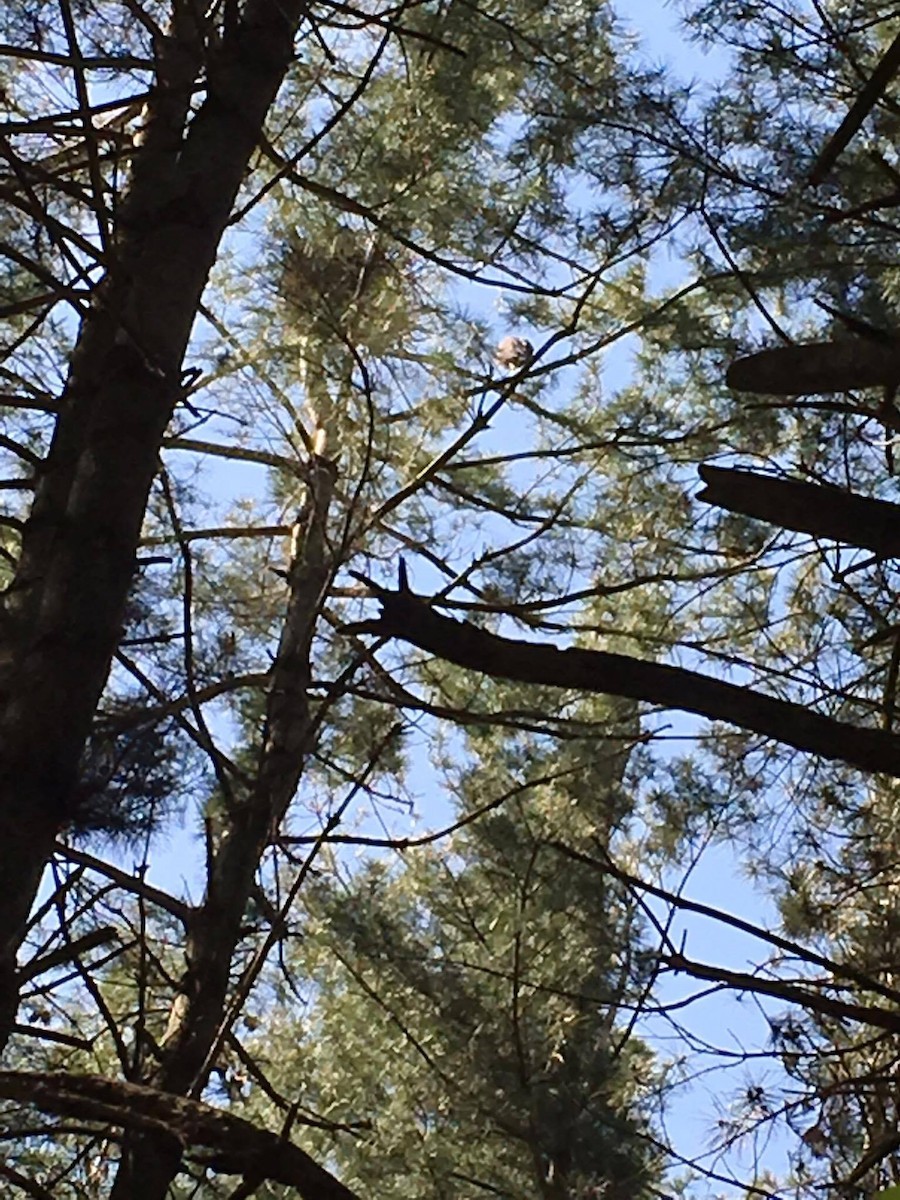 Great Blue Heron - ML29262491