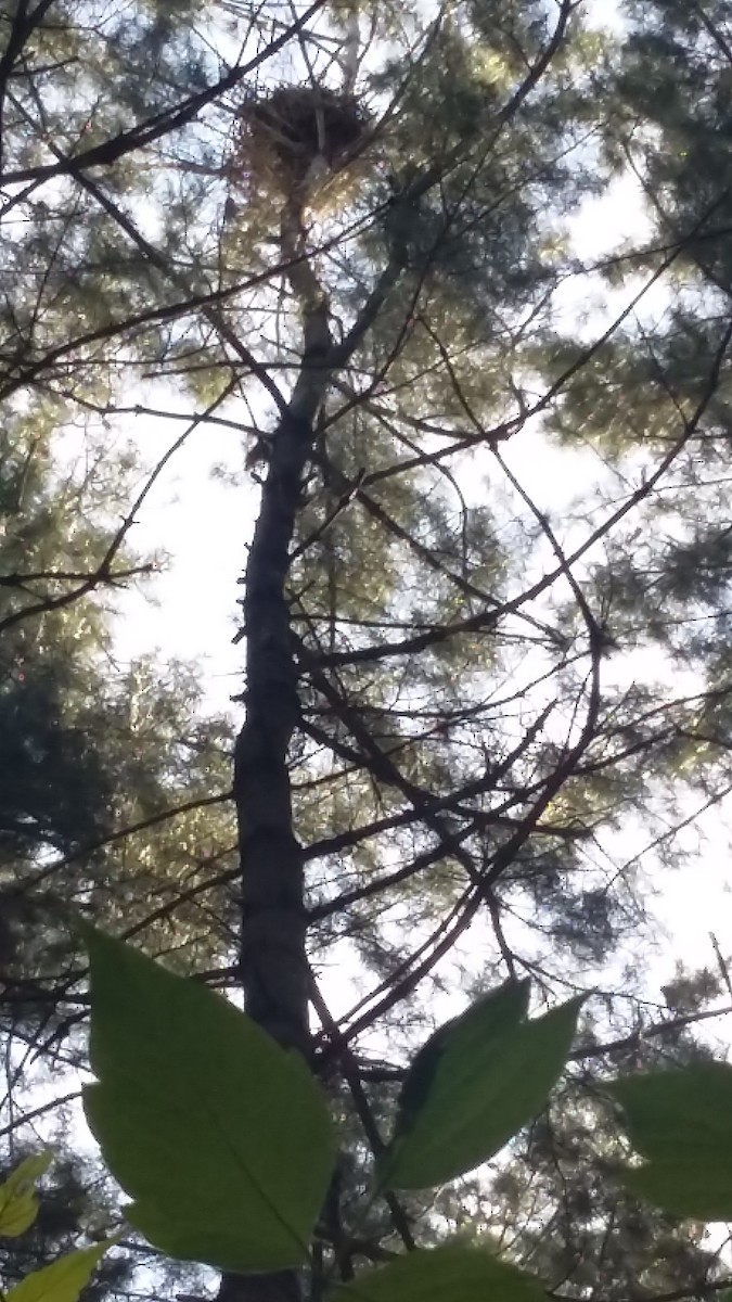 Great Blue Heron - ML29262501