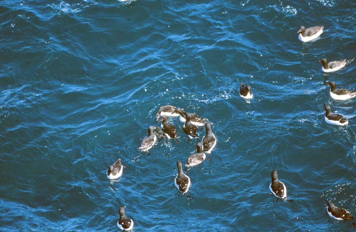 Thick-billed Murre - ML292625021