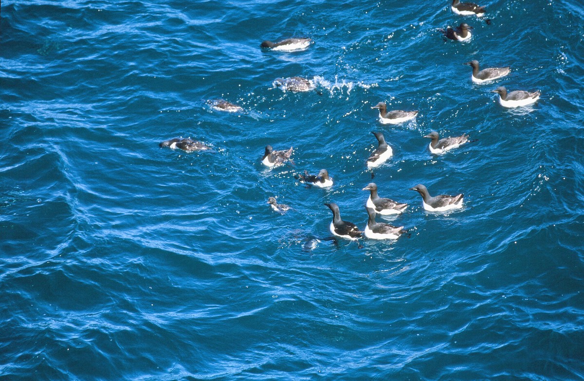 Thick-billed Murre - ML292625051