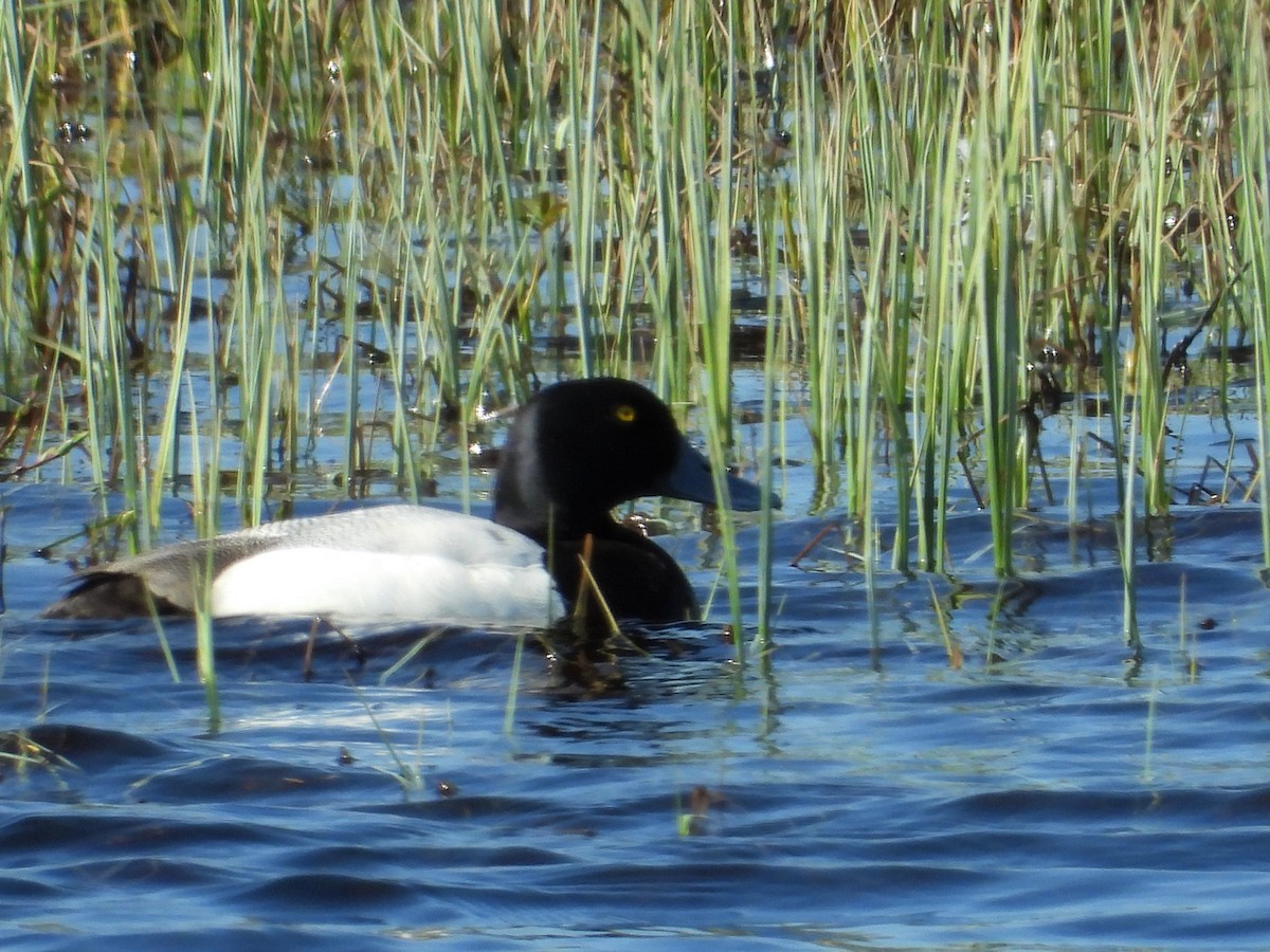 Greater Scaup - Morten Winther Dahl