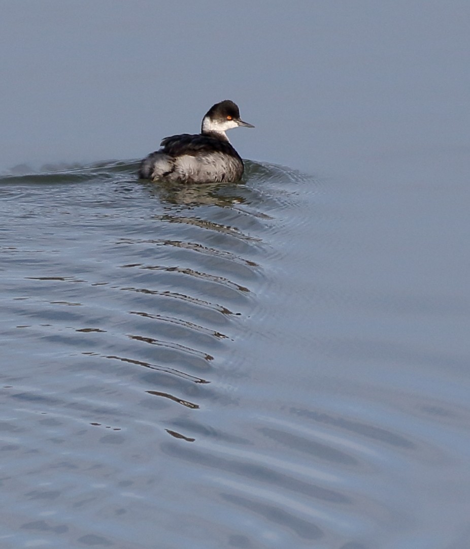 Eared Grebe - ML292625821