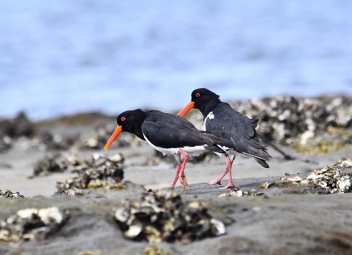 Pied Oystercatcher - Yolande Lebreux