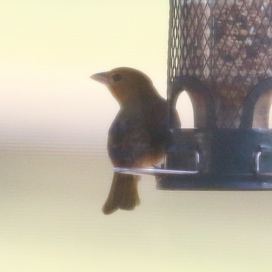 Summer Tanager - Sandra Zabala