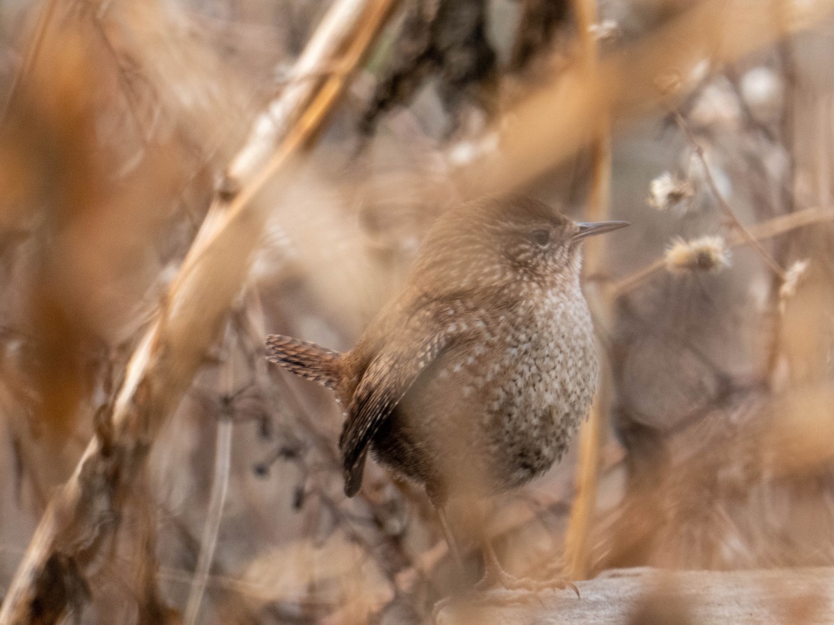 Winter Wren - ML292632941