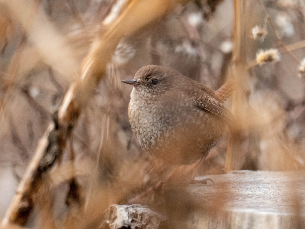 Winter Wren - ML292632951