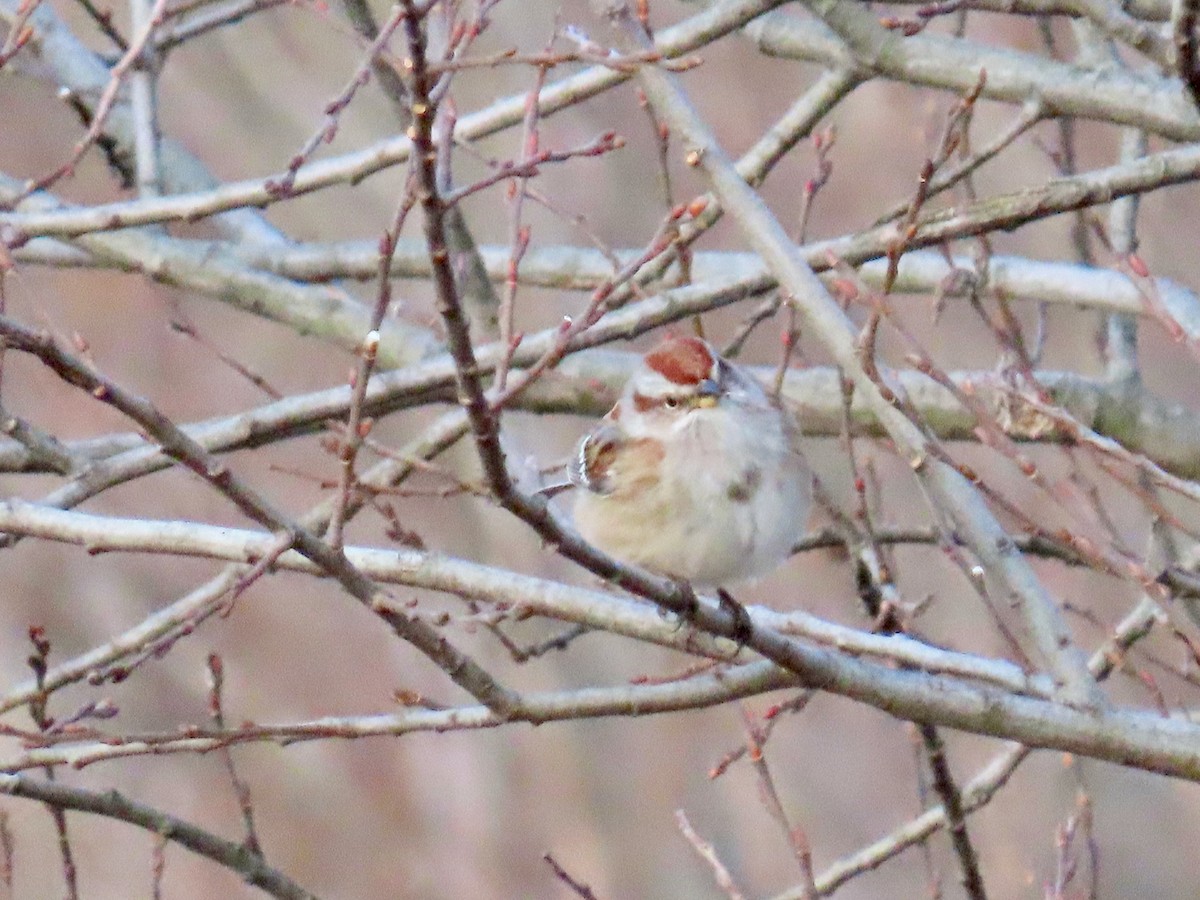 American Tree Sparrow - ML292633771