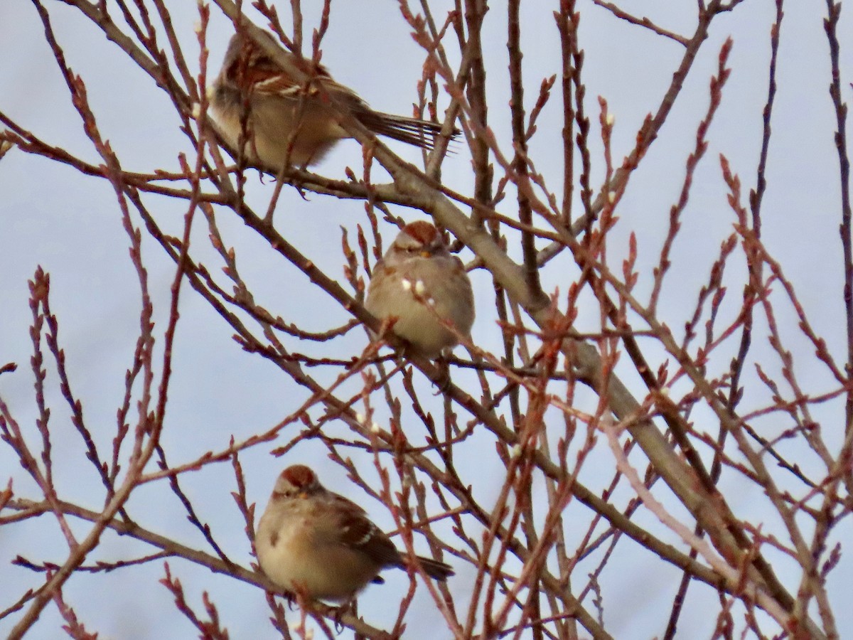 American Tree Sparrow - Roy Evans
