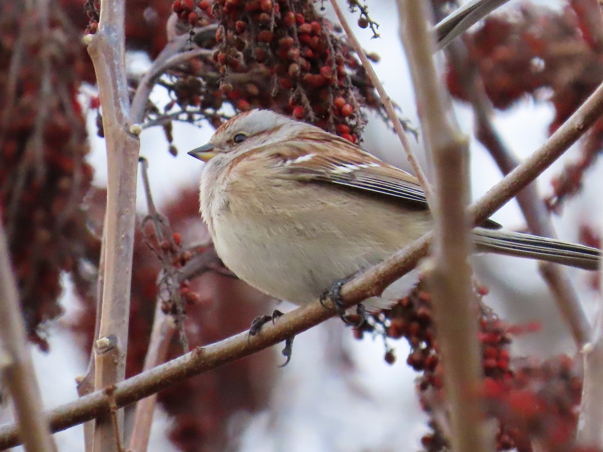 American Tree Sparrow - Roy Evans