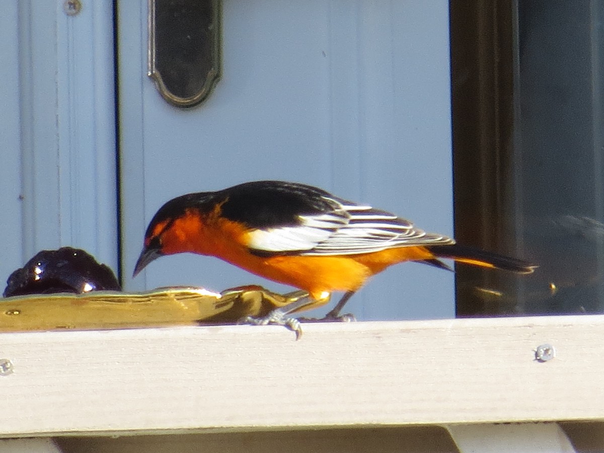 Bullock's Oriole - ML292634101