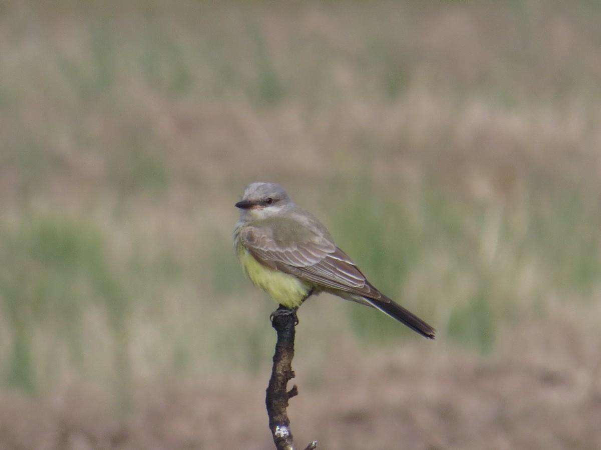 Western Kingbird - ML292635001