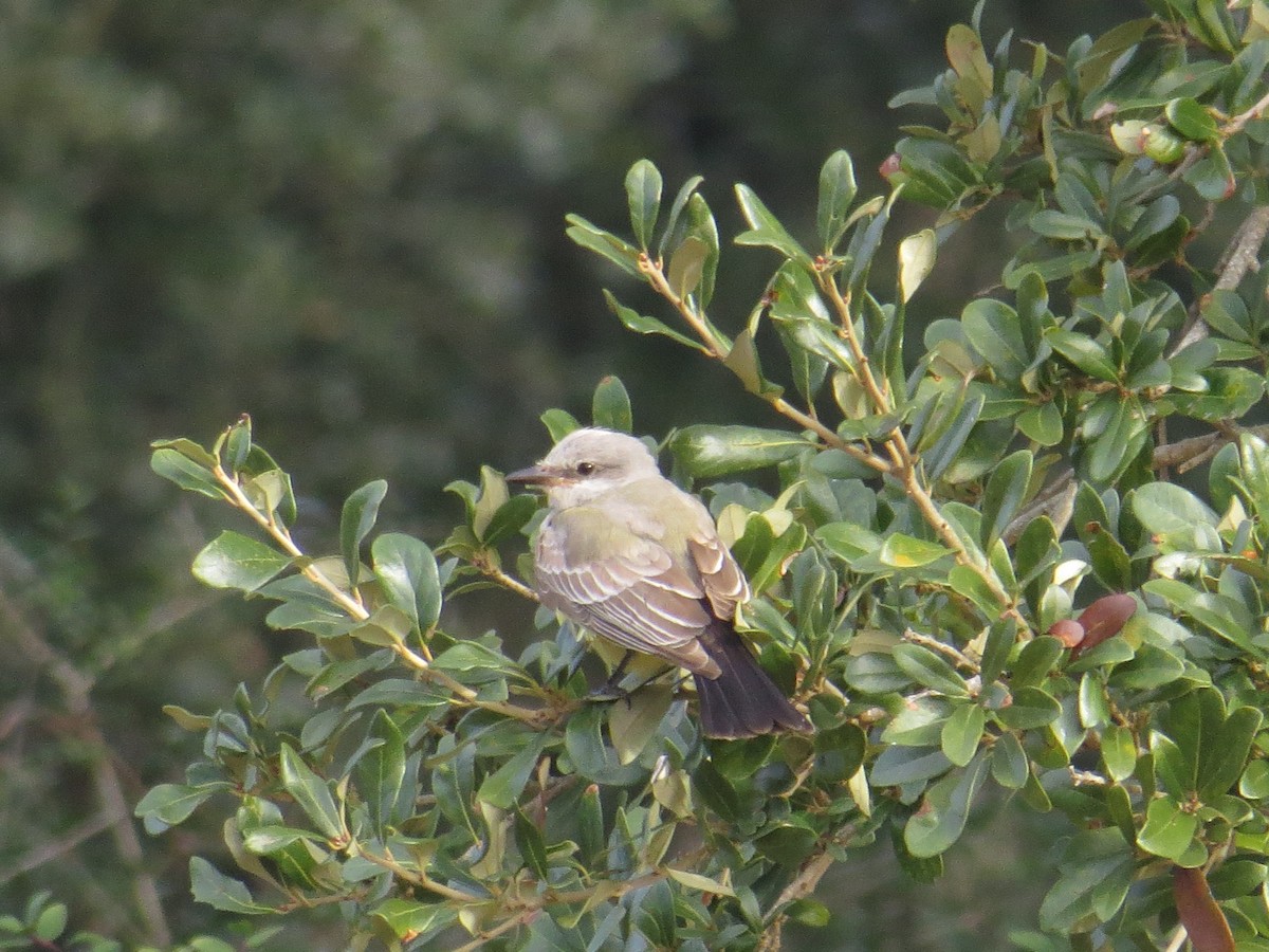 Western Kingbird - ML292635031