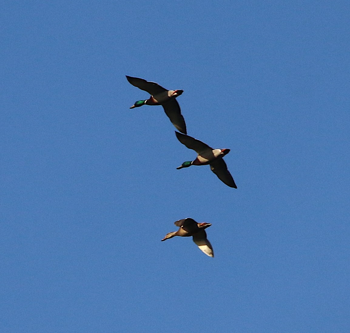 Mallard - ML292635291