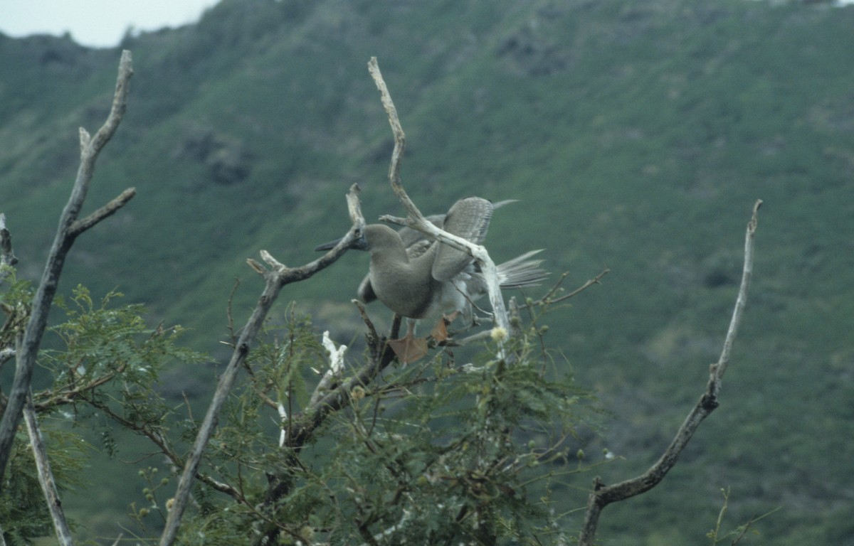 Red-footed Booby - ML292635601